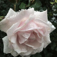 New Dawn Rose Princess Lili Rae