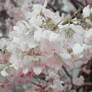 Sakura JP 2024
